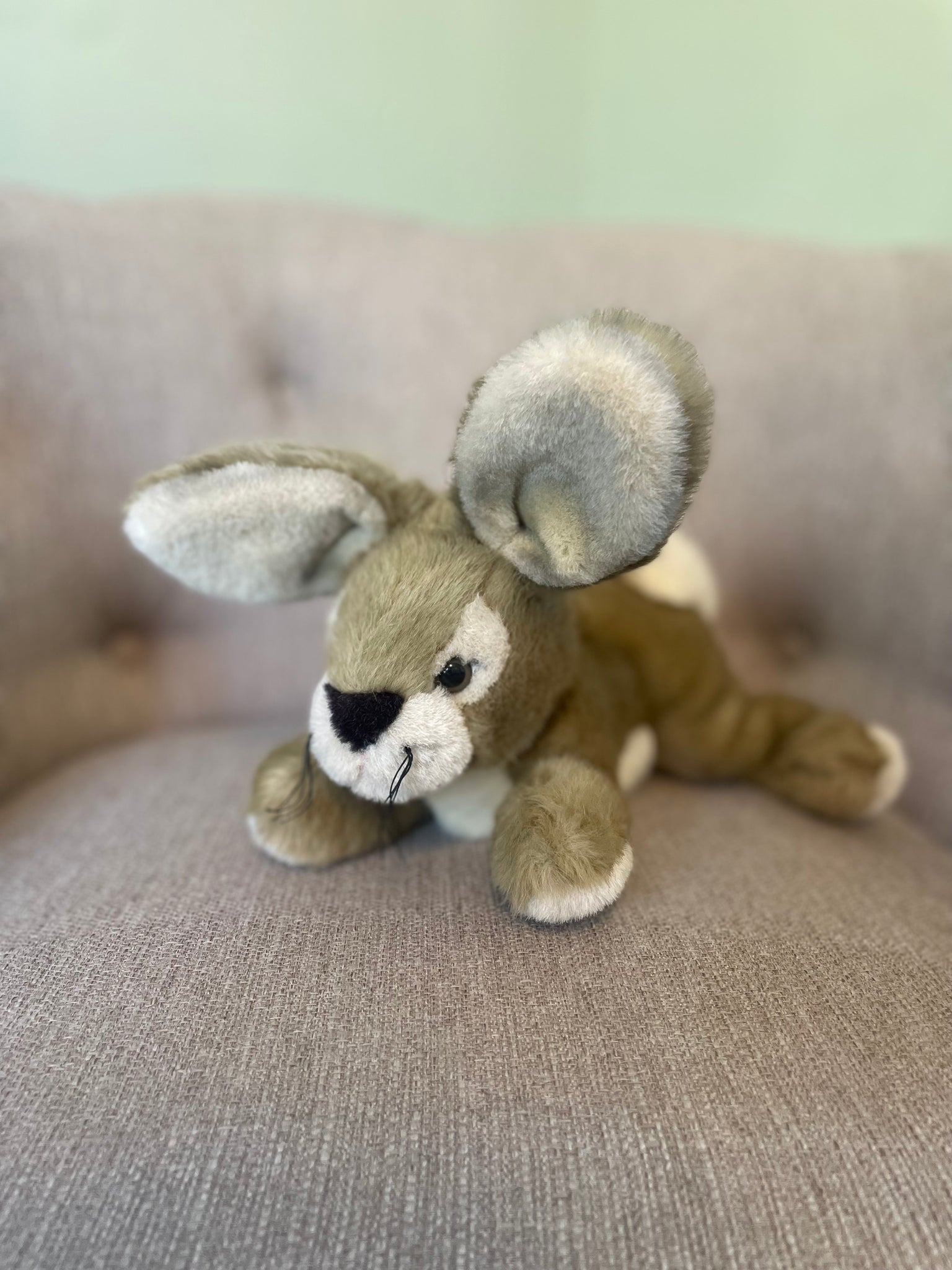 Thistle the Bunny