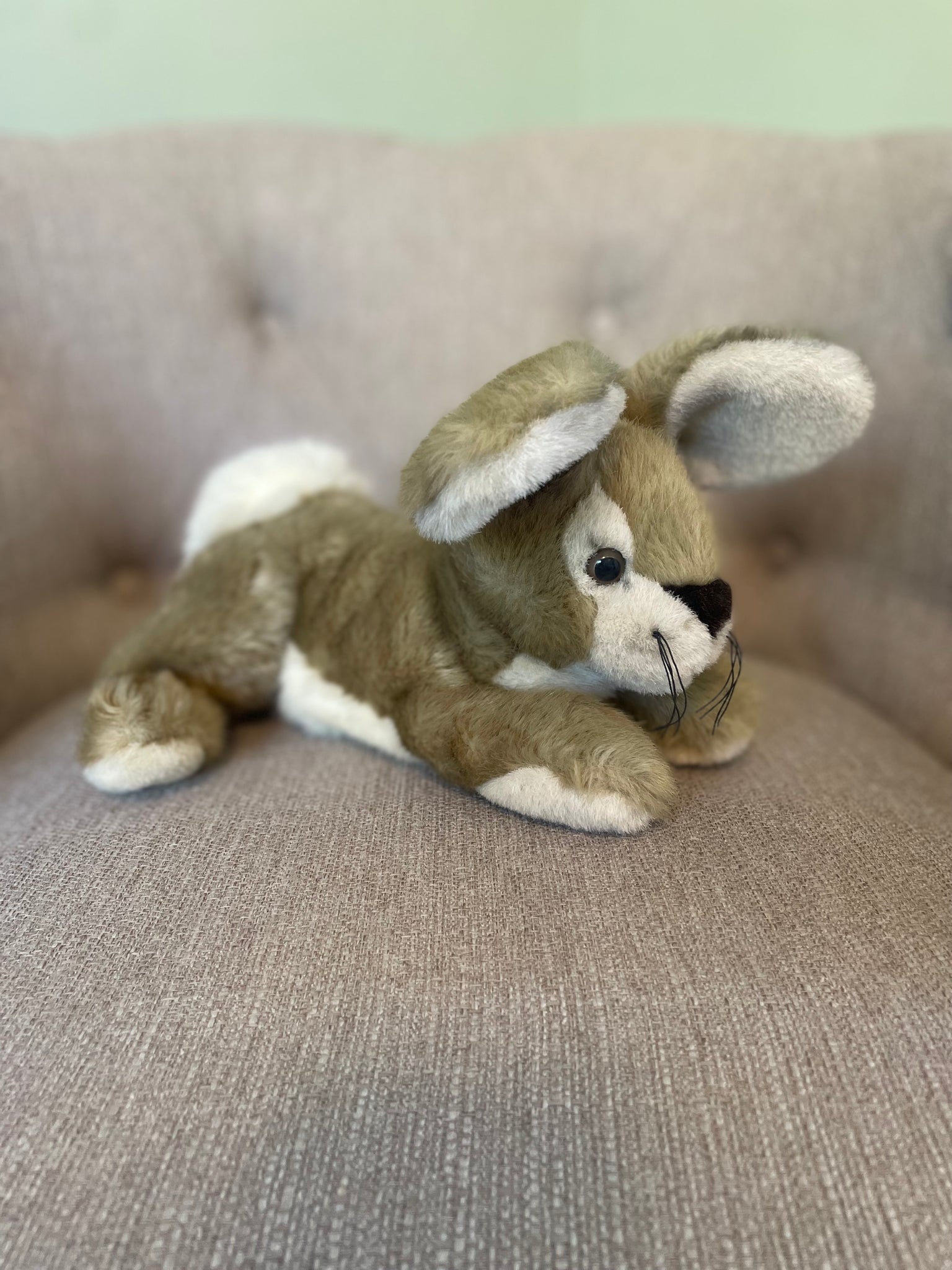 Thistle the Bunny