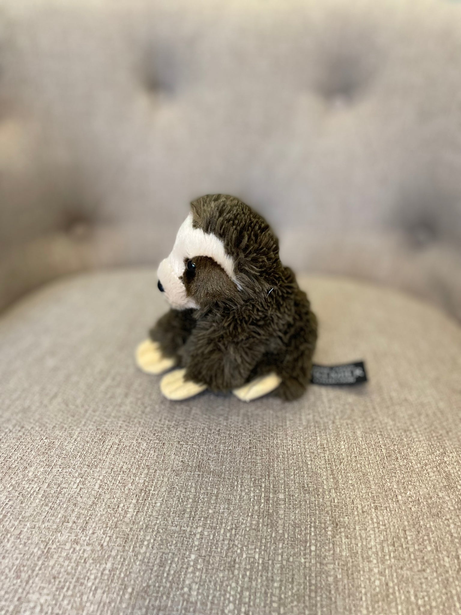 Nibbles the Sloth